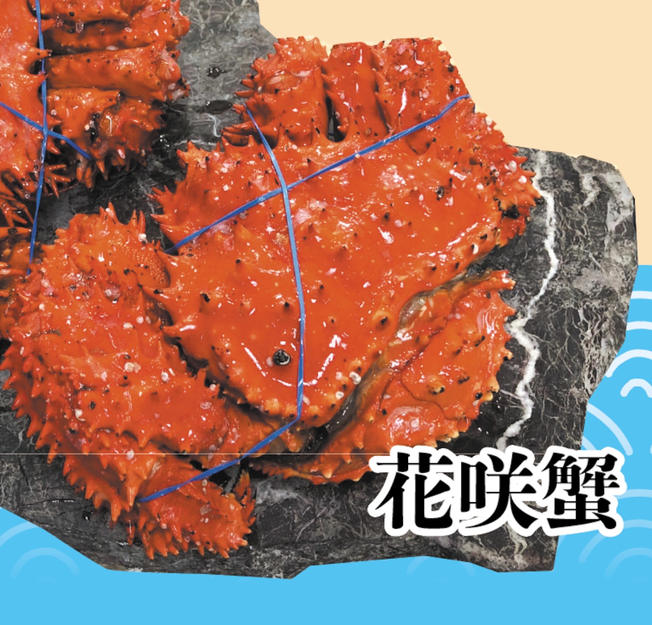 北海道根室産 花咲蟹 1.2kg 前後 1尾