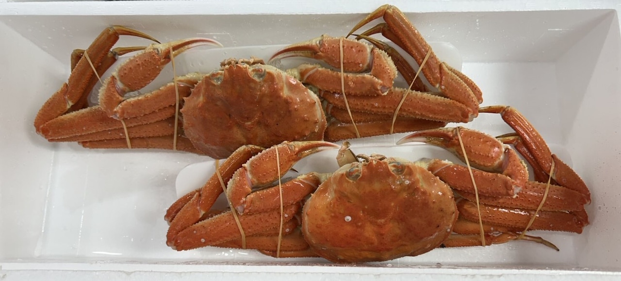 北海道産 茹でたてずわい蟹 大サイズ500g２尾【送料・箱代無料】