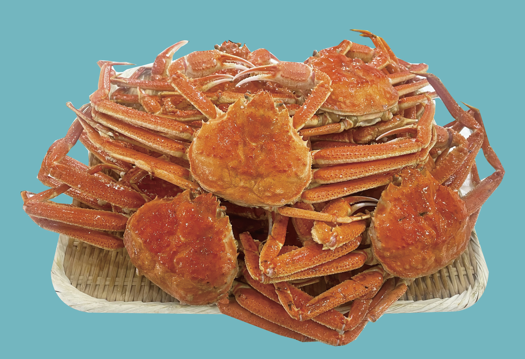 【12尾 】福屋食堂大人気のズワイ蟹食べ放題をご自宅で味わえるセット 【送料・箱代込】サイトリニューアルオープン記念